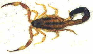 alacran.jpg